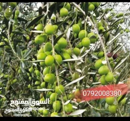  14 فرصه للشراء ارض مشجره جاهزه داخل التنظيم ومخدومه شارع معبد خدمات كامله ومطله