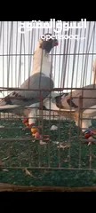  13 جوز فراخ اسطنابله  زرق وفرخ اسطنبولي احمر حبكين موجودات في الهاشمي الجنوبي