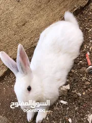  4 جوز ارانب نخب
