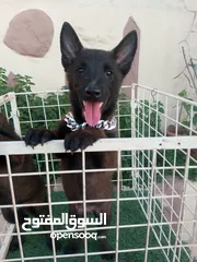  13 متاح جراء بلجم مالينو درايف عالي
