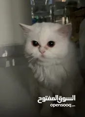  2 قطتين شيرازيتين للبيع