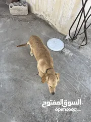  2 جولدن عمر 3 شهور