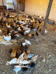  2 دجاج عماني فرنسي مكس