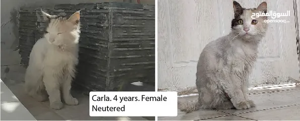  5 Cat Owner Seeks Loving Home For 5 Wonderful Felines