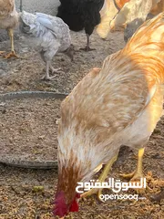 15 جاج لوهمان + بلدي بياض للبيع