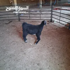  6 سخلة للبيع وتيس عمره قريب السنه للبيع