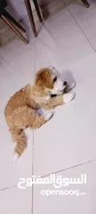  5 (send me whatsup)Male /Mini malltipoo/5 months old