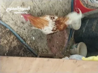  3 دجاجة بياضة وديج عرب