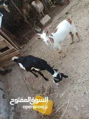  2 ماعز للبيع