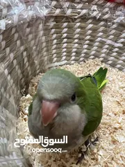  2 بغباء كويكر