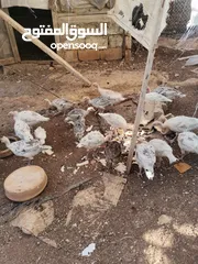  5 دجاح رومي حبش