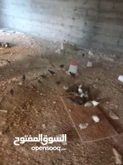  3 صوص جاج عمر شهر عدد 250 ل300