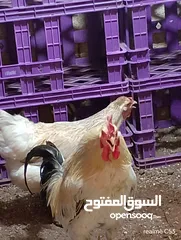  12 ديك كبير جدا بالصوره عمر سنتين للبيع يوجد ديك  بعمر الثمانيه اشهر العدد 2 في سعر 8
