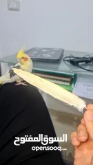  1 كوكتيل يلو بايد اليف جدا