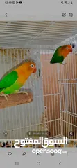  5 love birds and fischers breeders with cage and nest box