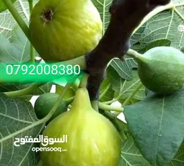  15 مزرعه مع بيت بسعر حرق 36 الف دحل طريق جرش