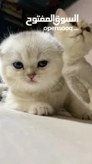  1 انثى سكوتش دبل فولد Cy11