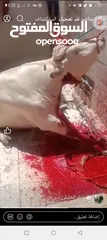  1 لحام متنقل لجميع المنازل.
