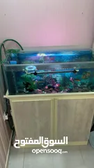  3 حوض سمك و كبت نظيف  Aquarium and clean aquarium