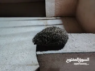 4 قنفذ أنثى صحه ونضافه 13