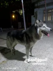  4 كلب هاسكي *ذكر*