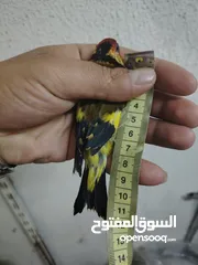  1 حسون كلاسك اصفر مايور حجل 24