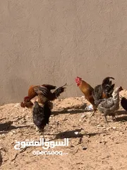  4 10دجاجات عربيات و معاهم 6فراريج و معاهم دجاجه تحتها6فلاليس