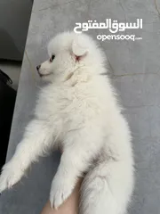  23 جراء بوميريان اصغر حجم تيكب