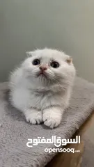  2 Scottish fold female  انثى سكوتش فولد