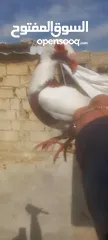  4 جوز معاكيف اسكندرانيات حمر