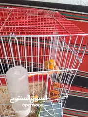  2 طيور كنار للبيع