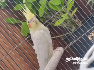  1 فحل كوكتيل