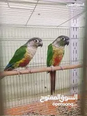  1 كرين شيك مضمونات على وجه بياض