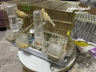  1 جوز كنار اصفر