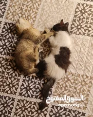  8 لقطة الموسم خاصة للي بحبوا القطط المرحة.. قطين ذكر للبيع مع بعض و كامل اغراضهم