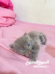  10 قطط (كيتنز) ميكس سكوتش فولد وبرتش لون سلفر بلو  و لون ابيض  للبيع