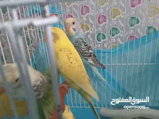  23 طيور للبيع النوع طيور الحب الأسترالي سعر الطائر الواحد 5 دنانير