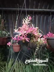  1 قوار نباتات زينه منزليه عصاريات