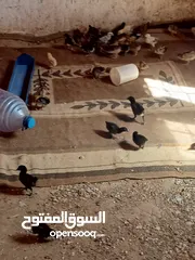 3 صوص البيع بلدي عمر شهر