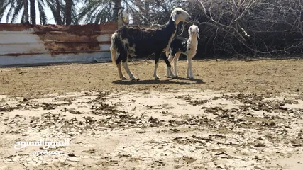  12 مجموعة اغنام نوع رحبي وسعيدي وجعد نحديات نرع فاخر من الاخر