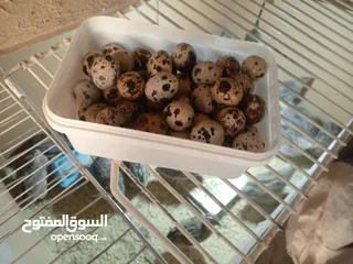  6 فرض طيور سمان