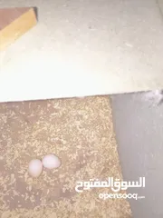  2 حوز كوكتيل مرتب بايض عتبديل ياعلا جوز سنغالي يا علا حبه شرين شيك اليفه عجينه عل ايد