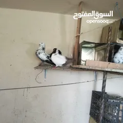  2 حمام للبيع