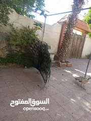  4 طاووسين ذكر و انثى