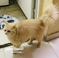  5 PERSIAN CAT