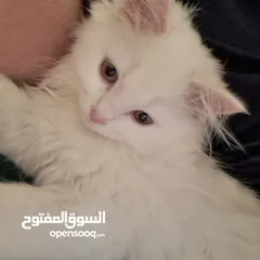  8 قط شيرازي Male pet Persian cat  ذكر. قابل للتفاوض  بأفضل الأسعار
