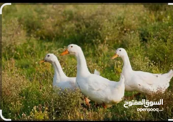  1 بط بصلاه على النبي صحه ونضافه