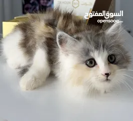  2 قطط شيرازيه