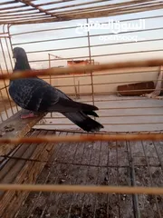  1 حمامت قوايه للبيع حرق كوم كامل موجود فيديوه مطارهم وتعال كش في ايدك