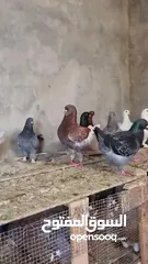  3 حمام كنج وحمام مصري للبيع